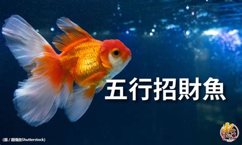 招財魚數量|養風水魚數量攻略：命格五行對應養魚條數 